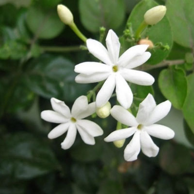 "Ulava Charu - 1kg - Click here to View more details about this Product